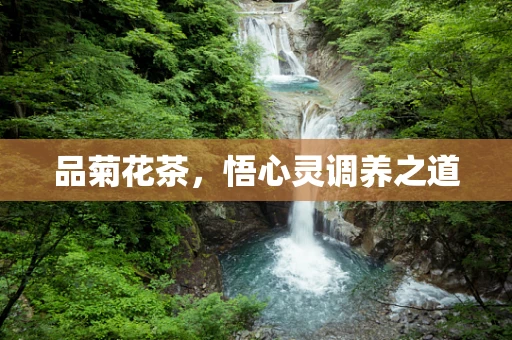 品菊花茶，悟心灵调养之道
