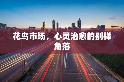 花鸟市场，心灵治愈的别样角落